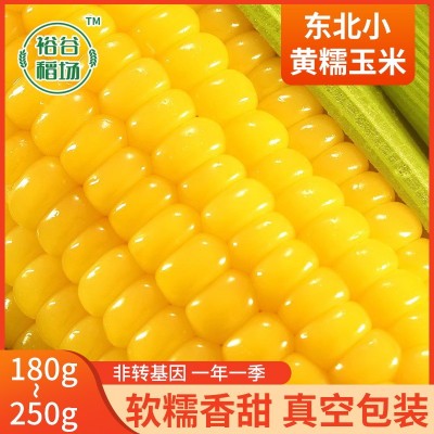 粘玉米整箱东北黄糯8支新鲜新货真空包装即食黄玉米甜糯玉米棒