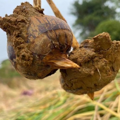广西荔浦新鲜马蹄荸荠水果蔬菜鲜甜多汁马蹄农家现挖一件代发图2