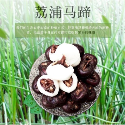 现货当日发农家自种马蹄新鲜荸荠广西荔浦清甜爽口马蹄特色蔬菜图2
