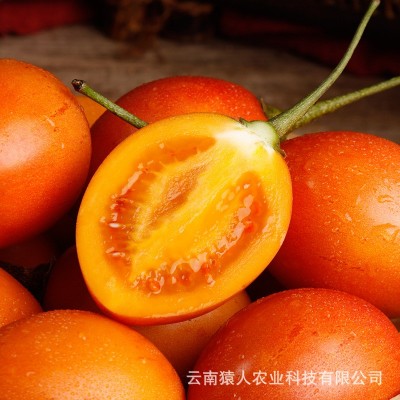 云南特产新鲜树番茄云南树番茄 自家种植 美味可口树番茄厂家批发图4