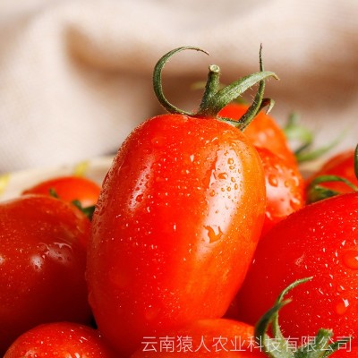 红色圣女果红云南新鲜水果酸甜可口小番茄圣女果产家直供支持批发图4