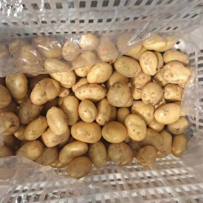 源头厂家基地批发直供新鲜土豆 食用甜糯蔬菜土豆图3