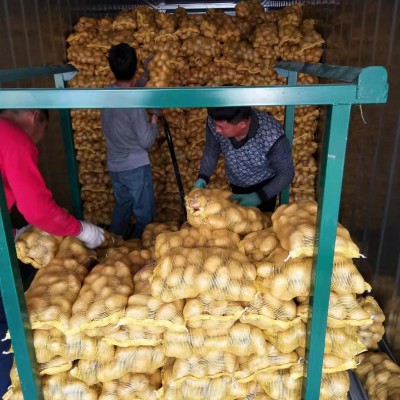 源头厂家基地批发直供新鲜土豆 食用甜糯蔬菜土豆图2