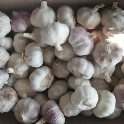 现挖鲜蒜头紫皮中大果大蒜 天然农家自种白皮大蒜 批发特产garlic图2