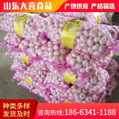 现挖鲜蒜头紫皮中大果大蒜 天然农家自种白皮大蒜 批发特产garlic