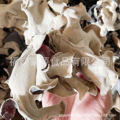 平头去根 出口品质水洗白背黑木耳 5cm以上大朵漳州白背木耳原料图4