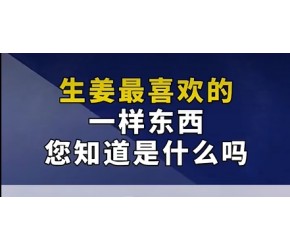 生姜管理技术#农业种植 #生姜种植 #生姜病害防治