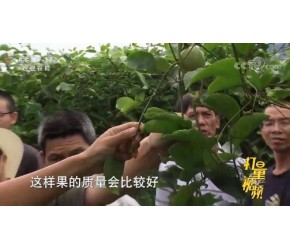 男子和村民合种百香果，带动村民增收，年销售额3000万元