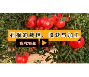 现代农业之——石榴的栽培、收获与加工