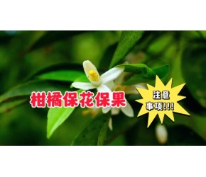 老金说农业：柑橘保花保果管理知识！