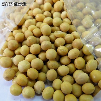 内蒙农家自产黄豆 五谷杂粮豆浆磨粉原料黄豆 做豆腐用大豆图4