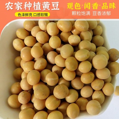 内蒙农家自产黄豆 五谷杂粮豆浆磨粉原料黄豆 做豆腐用大豆图2