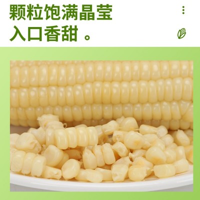 念初好物糯玉米棒子即食批发真空装整箱10根甜玉米一件代图2