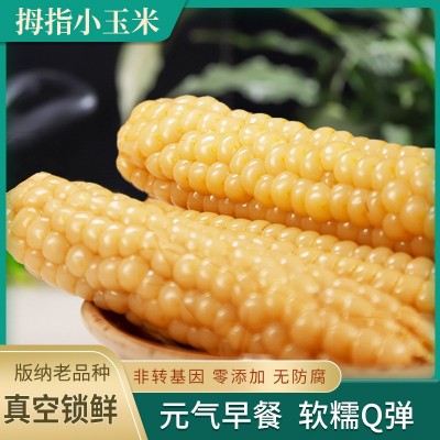 玉米香甜软糯白糯玉米即食代餐粗粮批发西双版纳香甜玉米真空包装图2
