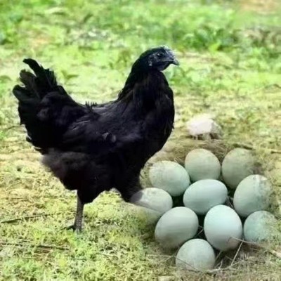喷码绿壳乌鸡蛋批发农家林间散养虫草五谷鸡蛋 产地直发免费喷码图4