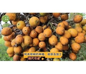 现代农业之——阿肯棕榈的种植、收获及加工