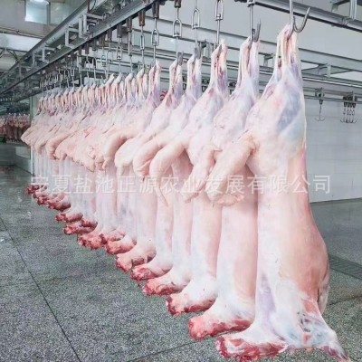 商用批发宁夏盐池滩羊绵羊胴体白条羊-火锅食材烧烤食材厂家直供图3
