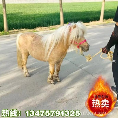 矮马活马小型骑乘马活体迷你儿童小马驹幼马宠物马幼崽小矮马活物图4
