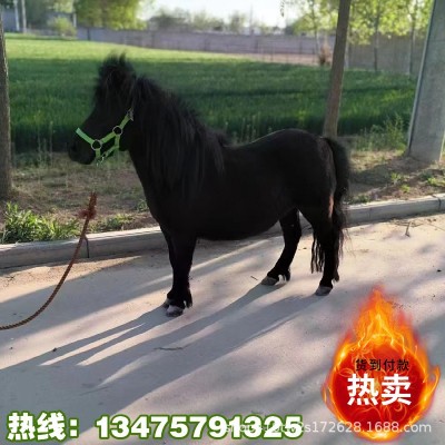 矮马活马小型骑乘马活体迷你儿童小马驹幼马宠物马幼崽小矮马活物图2