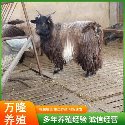 宠物羊活体网红羊侏儒羊景区观赏绒山羊宠物羊景区观赏绒山羊图4