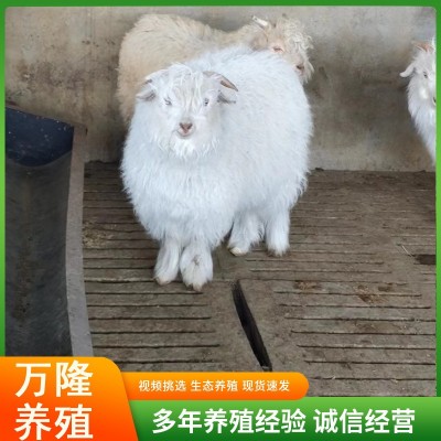 宠物羊活体网红羊侏儒羊景区观赏绒山羊宠物羊景区观赏绒山羊图3
