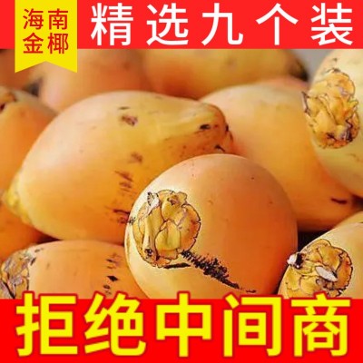 海南万宁黄金椰子现摘现发新鲜水果4/6/9个装整箱一件代发批发图2