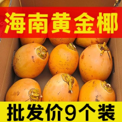 海南万宁黄金椰子现摘现发新鲜水果4/6/9个装整箱一件代发批发图3