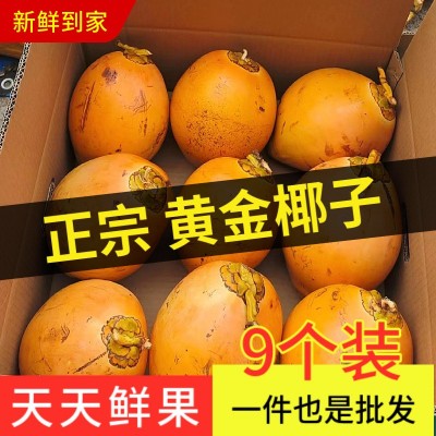 海南万宁黄金椰子现摘现发新鲜水果4/6/9个装整箱一件代发批发图4