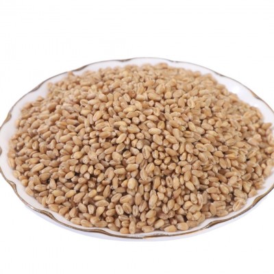 大量批发小麦带皮麦子粒仁麦仁颗粒猫草种子酿酒喂鸽子麦芽5斤图5