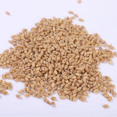 大量批发小麦带皮麦子粒仁麦仁颗粒猫草种子酿酒喂鸽子麦芽5斤图4
