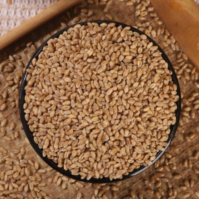 大量批发小麦带皮麦子粒仁麦仁颗粒猫草种子酿酒喂鸽子麦芽5斤图3