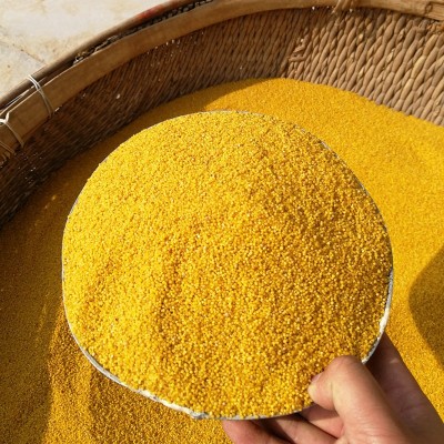 米脂小米 陕北黄小米500g*5 精装五谷杂粮批发 香谷小黄米 米砖图2