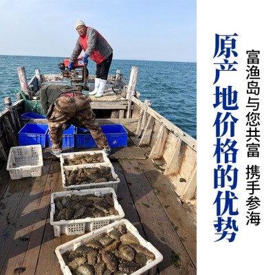 富渔岛小参王9A大 连海参电商专供国标淡干个大肉厚辽刺参一件代发图3