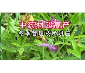 中草药超高产冬季管理技术讲座 #助农增产增收分享农业知识