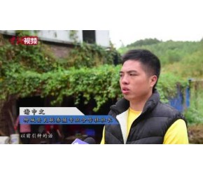 广西90后靠养殖“爆浆”竹虫带动上百农户增收