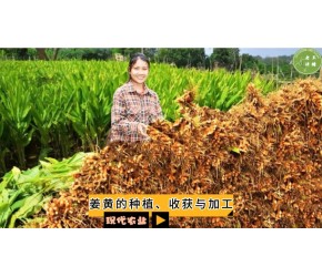 现代农业之——姜黄的种植、收获与加工（老王讲糖系列视频）