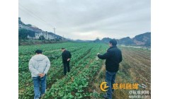 溪口镇：农业技术专家深入田间地头，指导油菜种植技术
