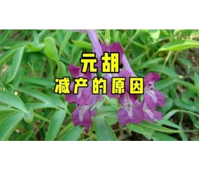 元胡减产的原因及澳林亚肥料作用 #农业技术推广 #分享知识