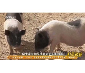 女子能在养猪场里赚到三份财富，年销售达到700多万元