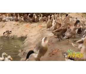 农村的生态养殖场，这样养出来的鸭子，你吃过吗？