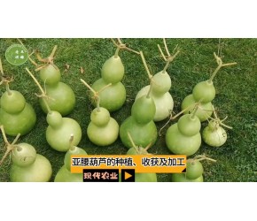 现代农业之——亚腰葫芦的种植、收获及加工