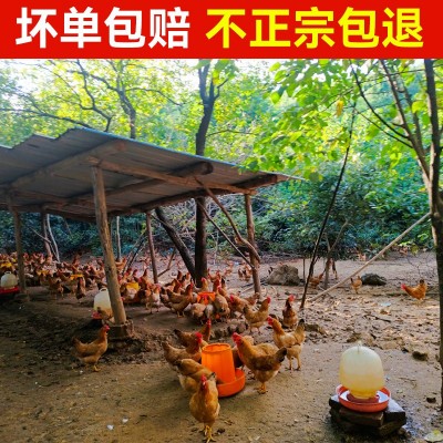散养土鸡蛋五谷喂养走地鸡蛋月子蛋现捡新鲜母鸡初生蛋批发顺丰图2