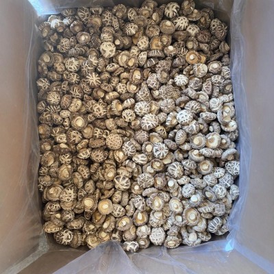 白花菇干货河南特产西峡香菇批发商用干花菇茶花菇小花菇图3