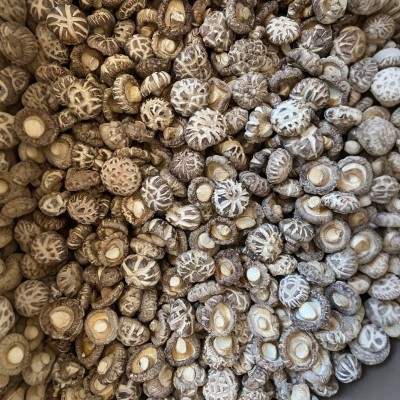 白花菇厚肉干货农特产香菇蘑菇源头厂家批发1000g天白花菇图2