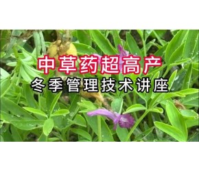 中草药超高产冬季管理技术讲座 #农业技术早分享 #服务三农支持三农