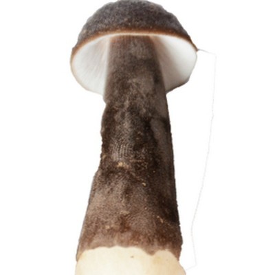 新鲜黑皮鸡枞菌人工种植鸡枞产地直发量大从优爽口煲汤鸡枞菌菇图3