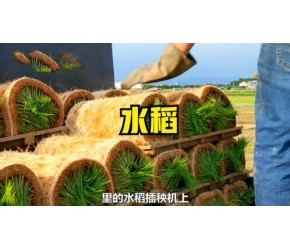 探访农业种植厂，水稻是如何进行采收和加工的