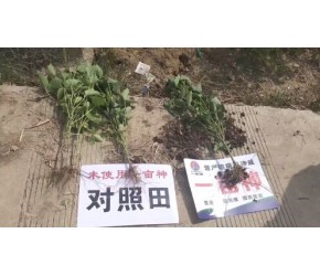 农业技术前沿，特肥领导者