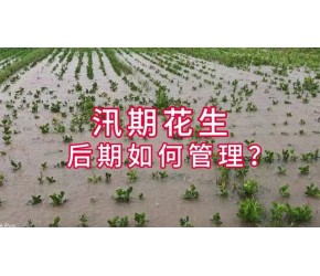 汛期的花生如何管理？ #农业技术早分享 #澳林亚 #酶添乐