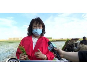 市农业技术推广中心：积极推广水稻侧深施肥技术